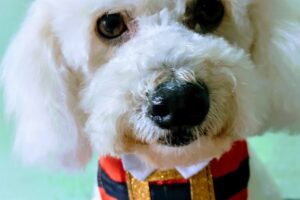 Tienda para Mascotas Lo De Mary