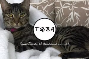 Toba diseño animal