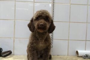 Todo Mascotas Matias