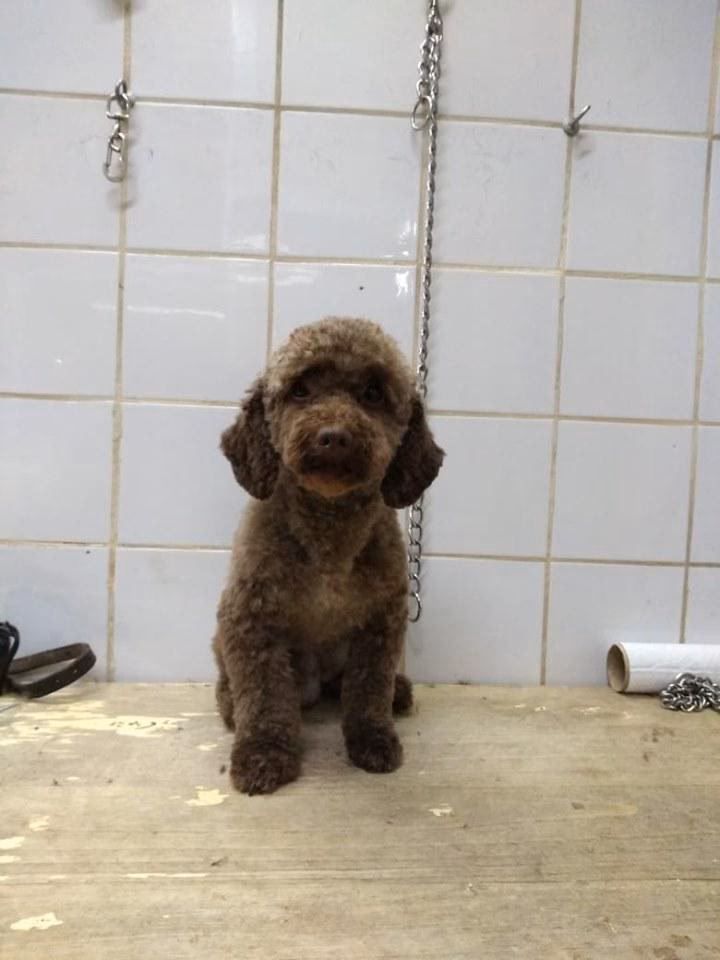 Todo Mascotas Matias