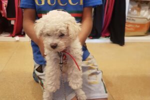 Todo Mascotas Playa Union