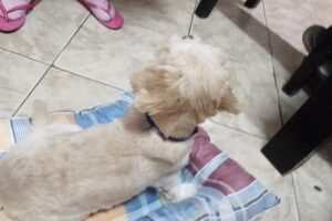 Todo Para Tus Mascotas