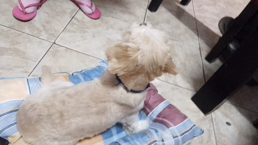 Todo Para Tus Mascotas