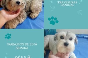 Travesuras caninas estilista de mascotas