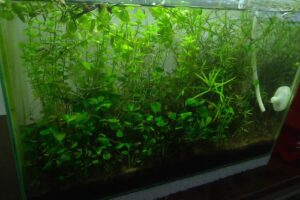 Tucuman Acuarios Plantados