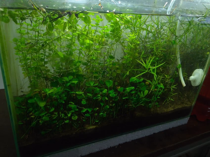 Tucuman Acuarios Plantados