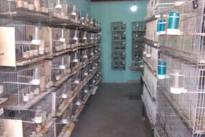 Tymai tienda de mascotas