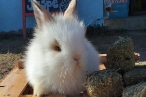 Utopía Animal Pet Shop