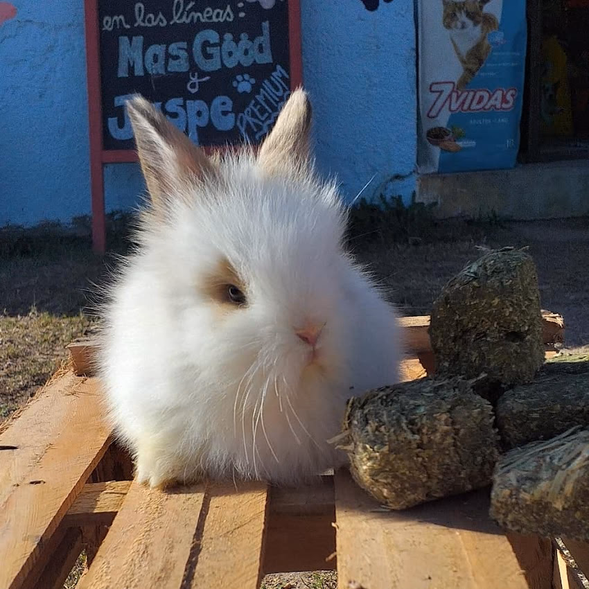 Utopía Animal Pet Shop