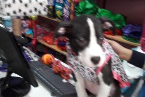 Vale for Pets Flores