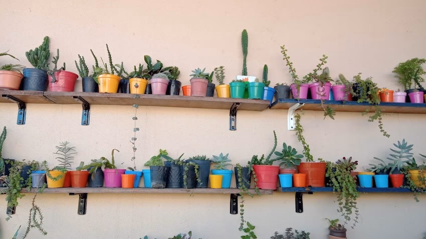 Venta de productos de limpieza Alimentos para mascotas Plantas y plantines