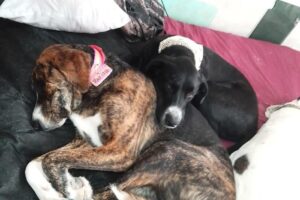 Vet Taibo y Tienda Canito