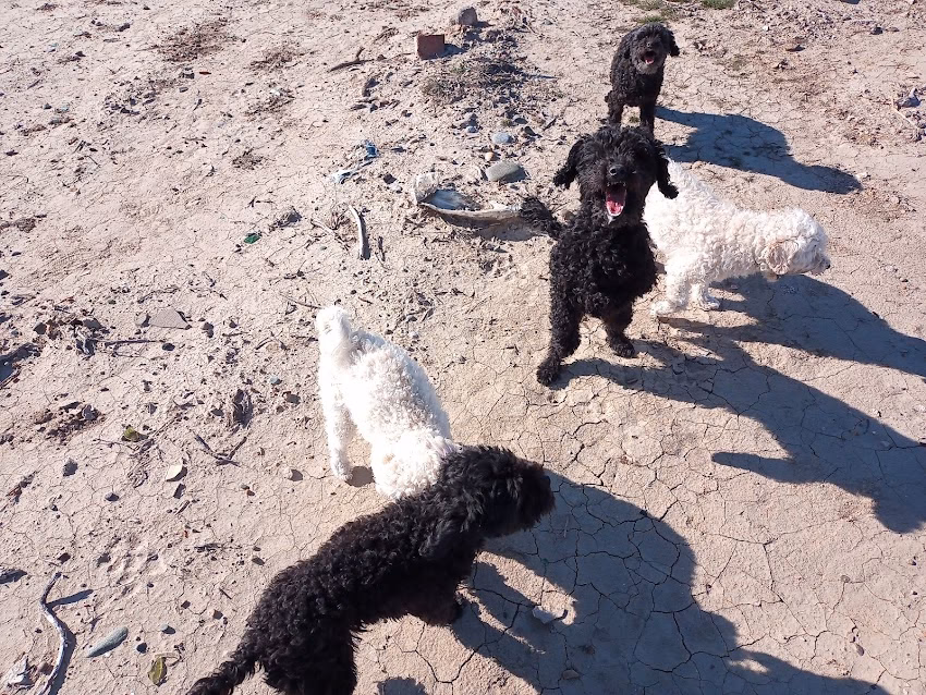 Vet Taibo y Tienda Canito