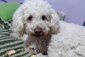 Veterinaria 1 De Mayo