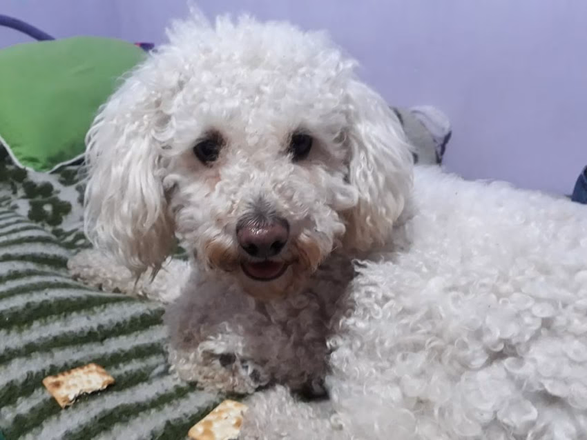 Veterinaria 1 De Mayo