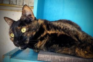 Veterinaria a domicilio