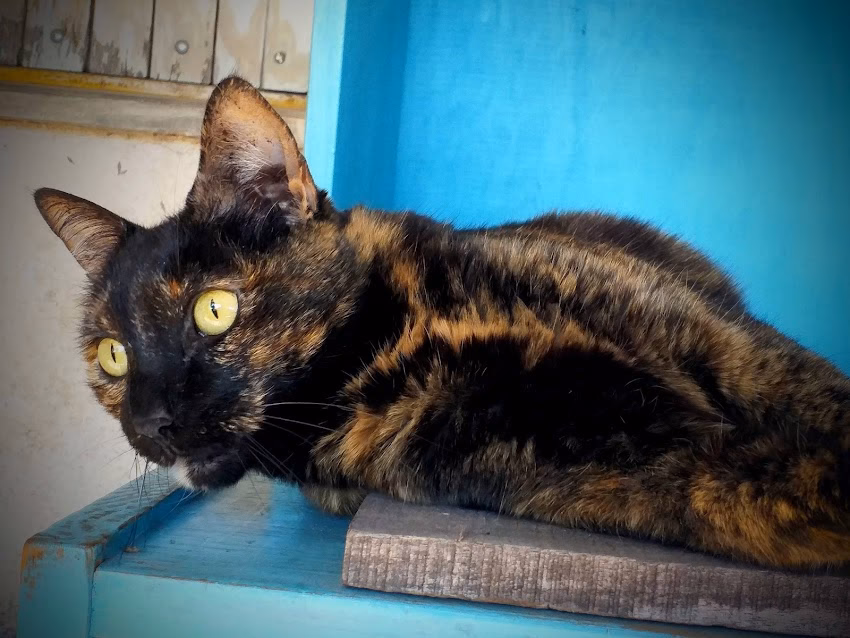 Veterinaria a domicilio