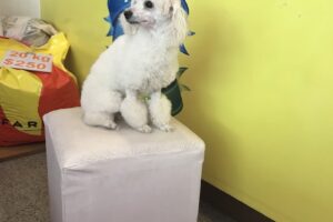 Veterinaria Alem Alta Gracia