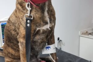 Veterinaria Alem San Lorenzo