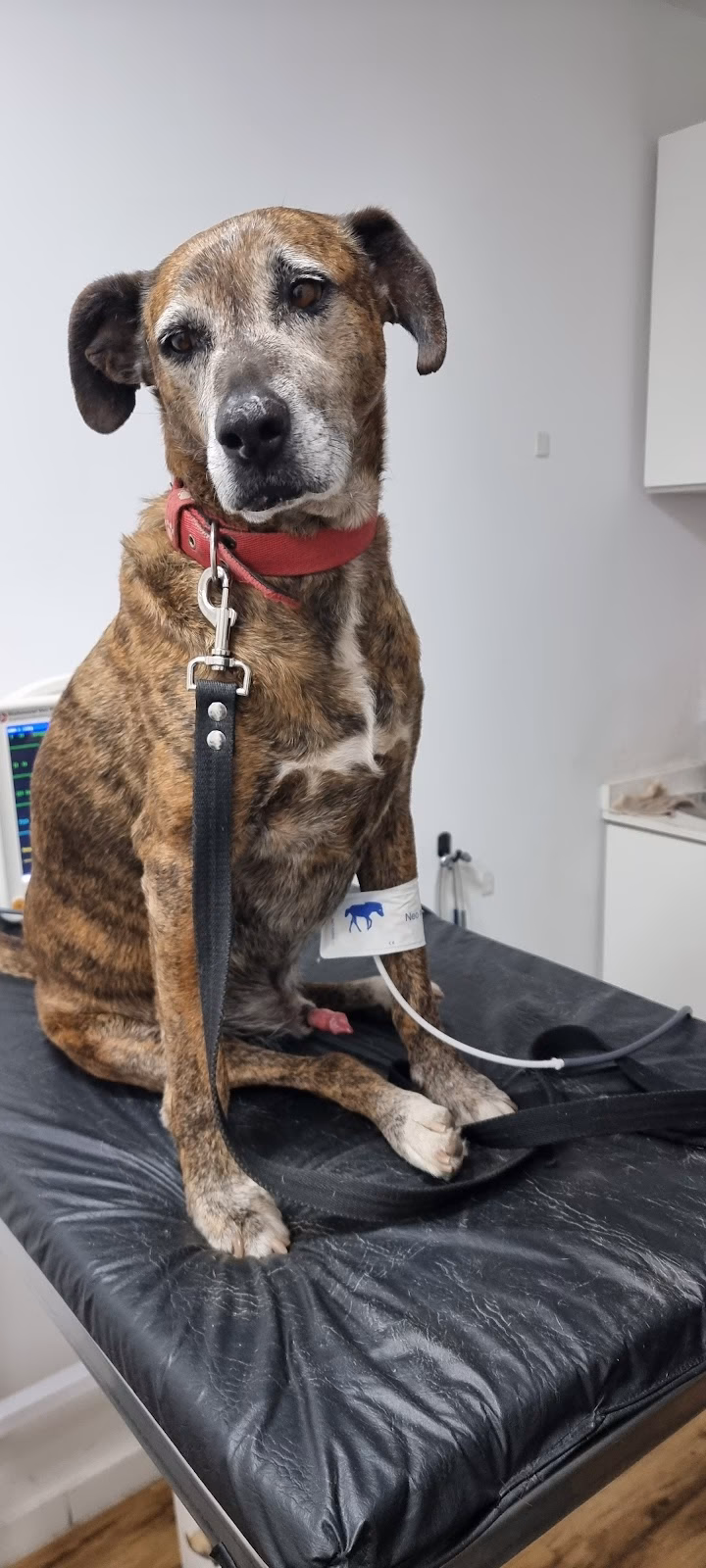 Veterinaria Alem San Lorenzo