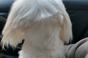 Veterinaria Alem Sucursal Colón