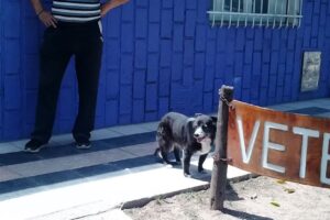 Veterinaria Angeletti