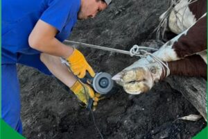 Veterinaria Argentina