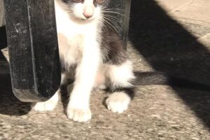 Veterinaria Belgrano