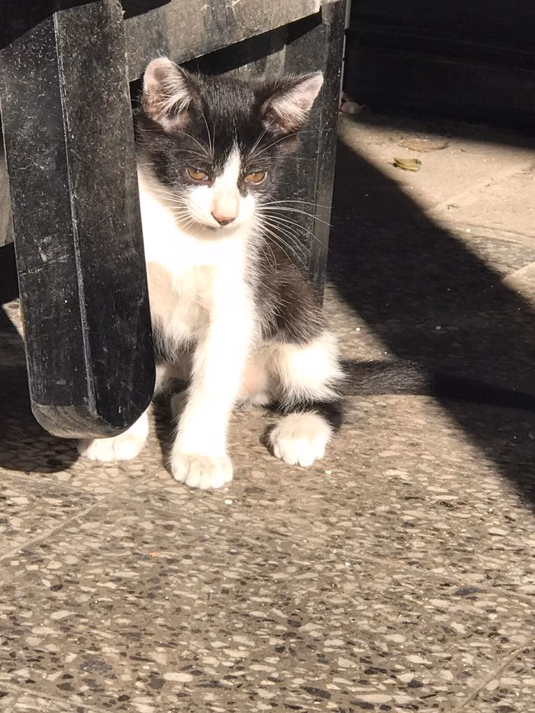 Veterinaria Belgrano