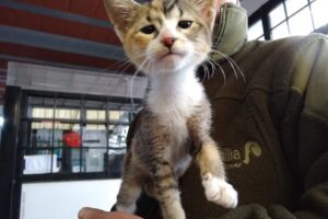 Veterinaria Carino Claudio