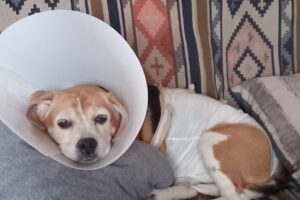 Veterinaria Cerro Otto