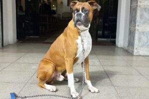 Veterinaria Ciudad Jardín