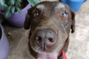 Veterinaria Clínica Mascotas del Pinar