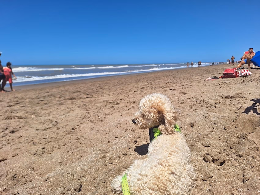 Veterinaria Clínica Mascotas del Pinar