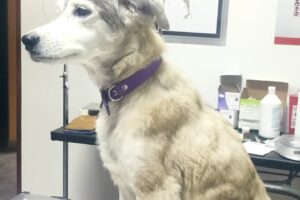 Veterinaria Cobo Vet