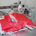 Veterinaria Como Perro y Gato