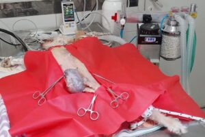 Veterinaria Como Perro y Gato