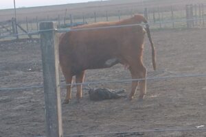 Veterinaria Cona Niyeu