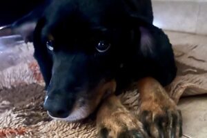 Veterinaria Costanera