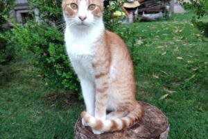 Veterinaria Crovetto