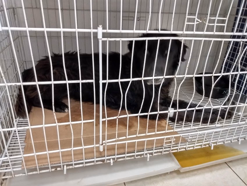 Veterinaria Crovetto