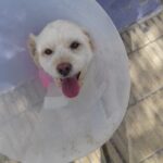 Veterinaria Cruz Morada