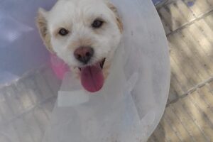 Veterinaria Cruz Morada