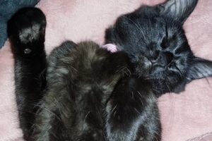 Veterinaria De La Ribera Tigre