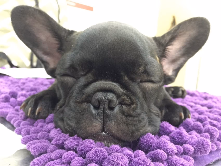 Veterinaria De La Ribera Tigre