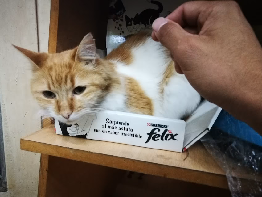 Veterinaria Del Lago