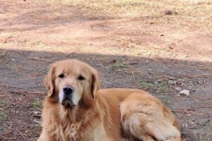 Veterinaria Derqui Claudio