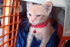 Veterinaria Diagnovet