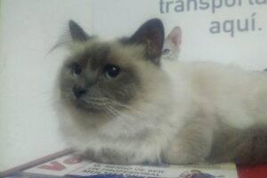 Veterinaria Diogenes