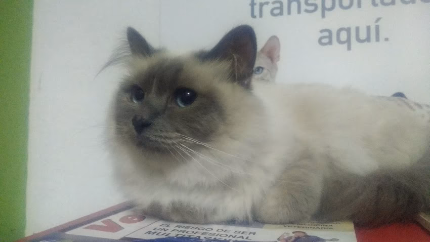 Veterinaria Diogenes